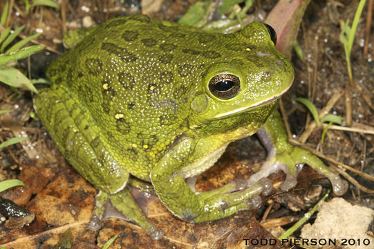 Imagem de <i>Hyla gratiosa</i>