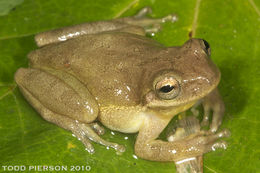 Image of <i>Hyla squirella</i>