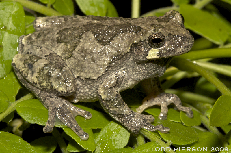 Image of Common Gray Treefrog