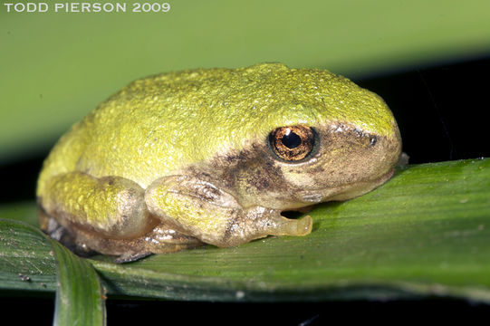 Image of Common Gray Treefrog