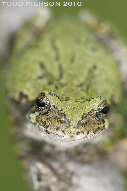 Image of Common Gray Treefrog