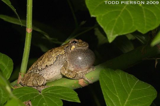 Image of <i>Hyla versicolor</i>