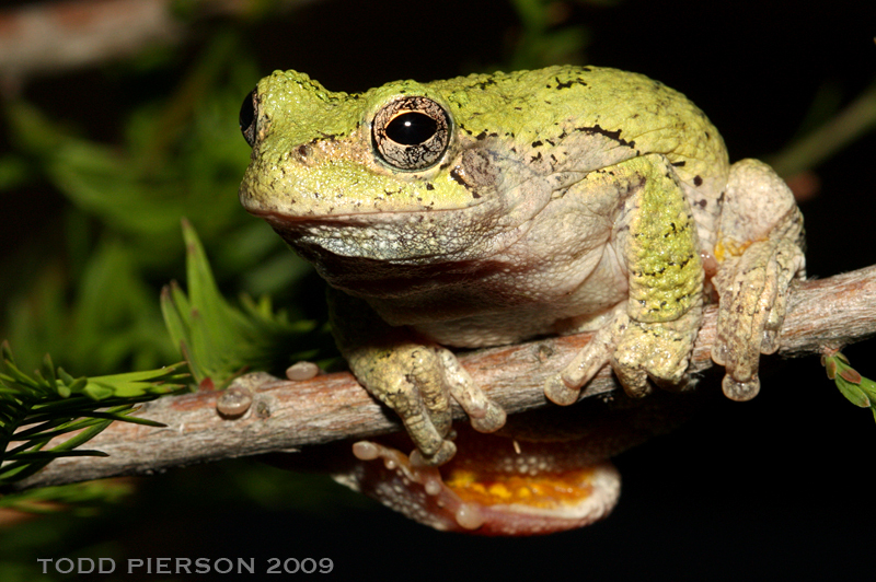 Image of Common Gray Treefrog