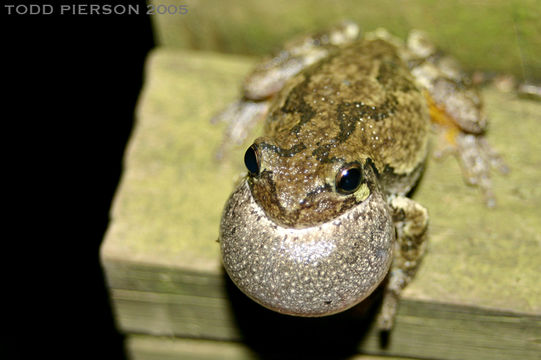 Image of Common Gray Treefrog