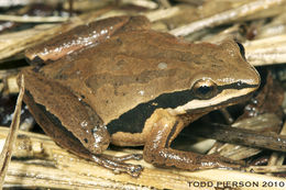 Image of Brimley's Chorus Frog