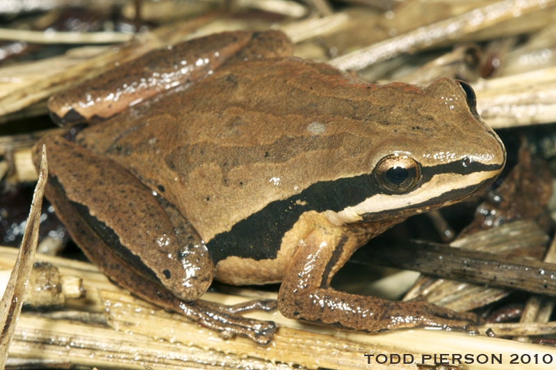 Image of Brimley's Chorus Frog