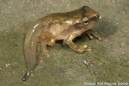 Image of Spring Peeper