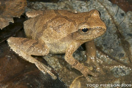 Image of Spring Peeper