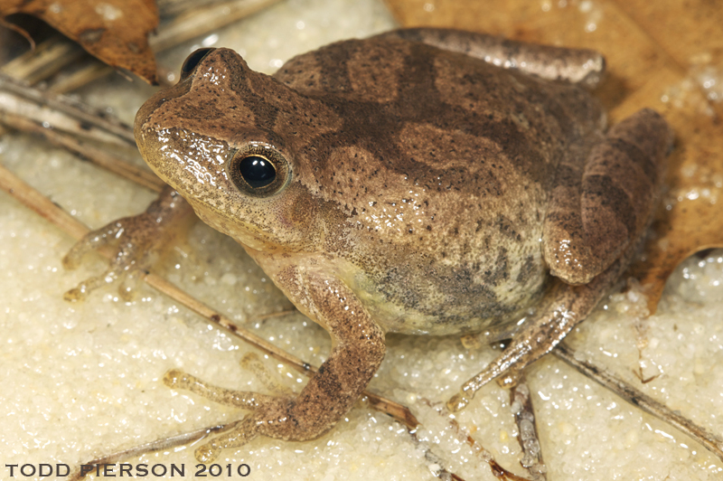 Image of Spring Peeper