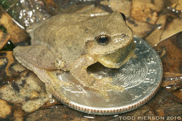 Image of Spring Peeper