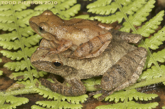 Image of Spring Peeper