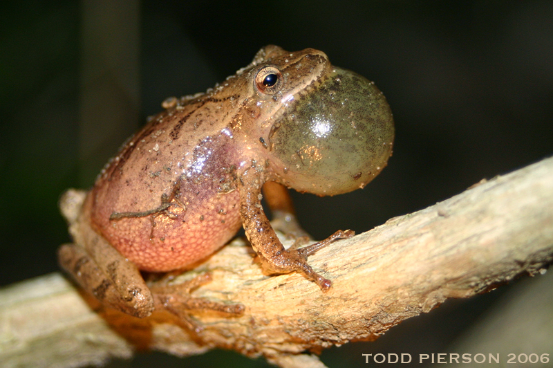 Слика од Pseudacris crucifer (Wied-Neuwied 1838)