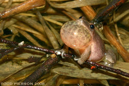 Image of Spring Peeper