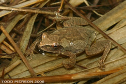 Image of Spring Peeper