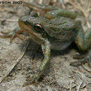 Image of Boreal Chorus Frog
