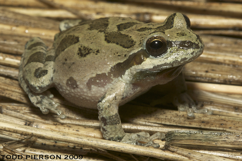 Image of Northern Pacific Treefrog