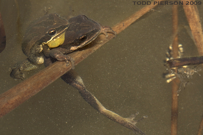 Image of Western Chorus Frog