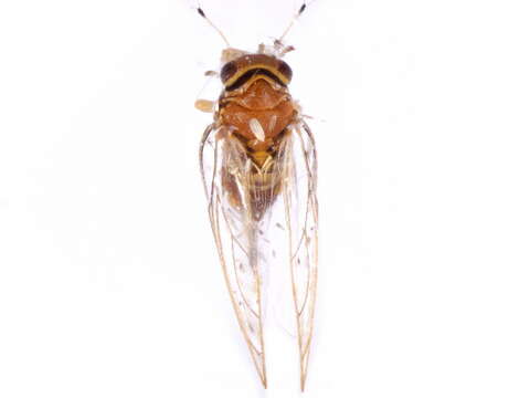 Image of Calophyidae