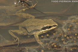 Image of Western Chorus Frog