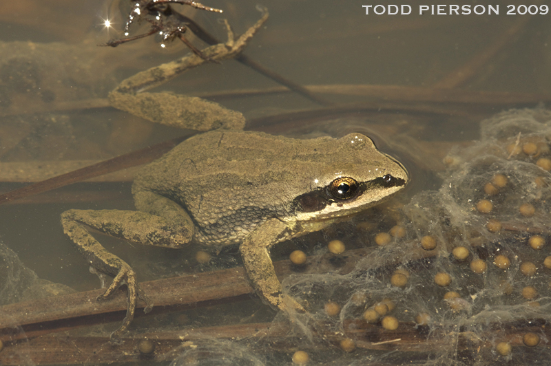 Image of Western Chorus Frog