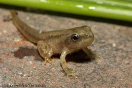 Image of Western Chorus Frog