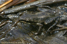 Image of Western Chorus Frog