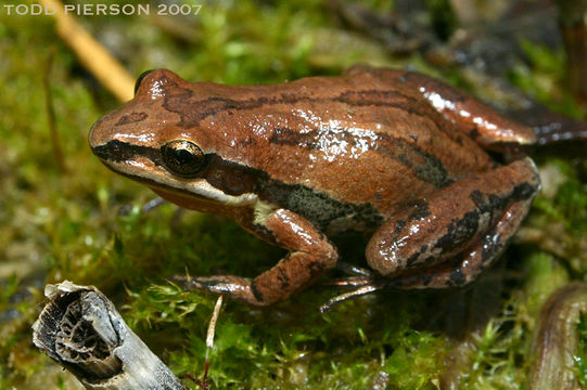 Image of Western Chorus Frog