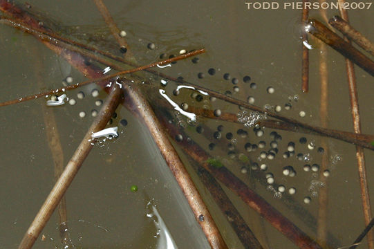 Image of Western Chorus Frog