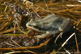 Image of Western Chorus Frog