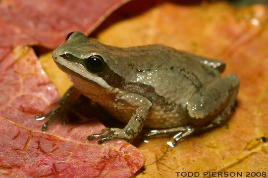 Image of Western Chorus Frog