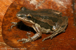 Image of Western Chorus Frog