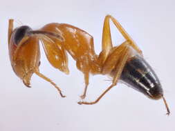 Image of Opisthopsis