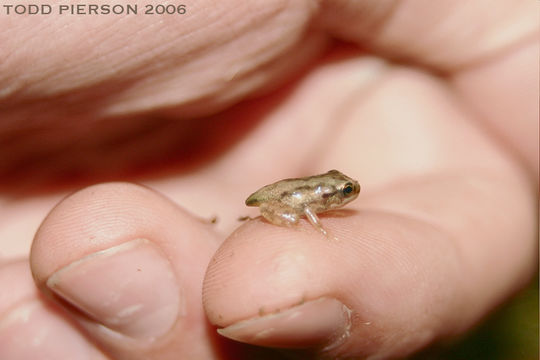 Image of Western Chorus Frog