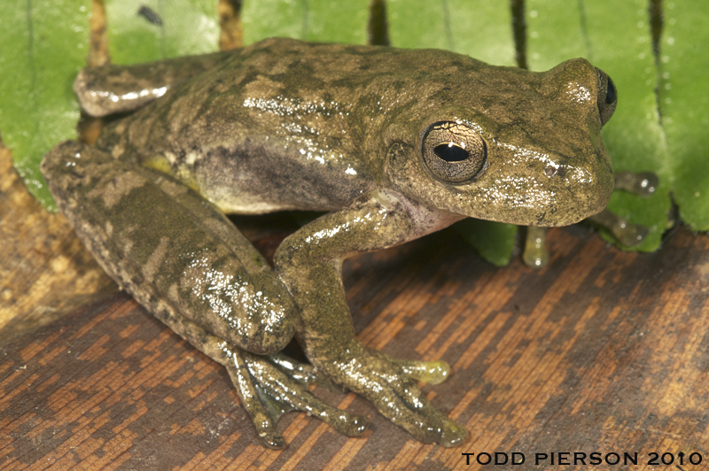 Image of Copan Stream Frog