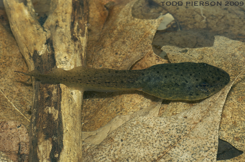 Image of American Bullfrog