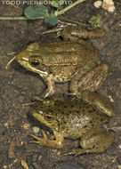 Image of American Bullfrog