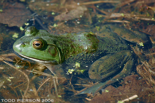 Слика од Lithobates catesbeianus (Shaw 1802)