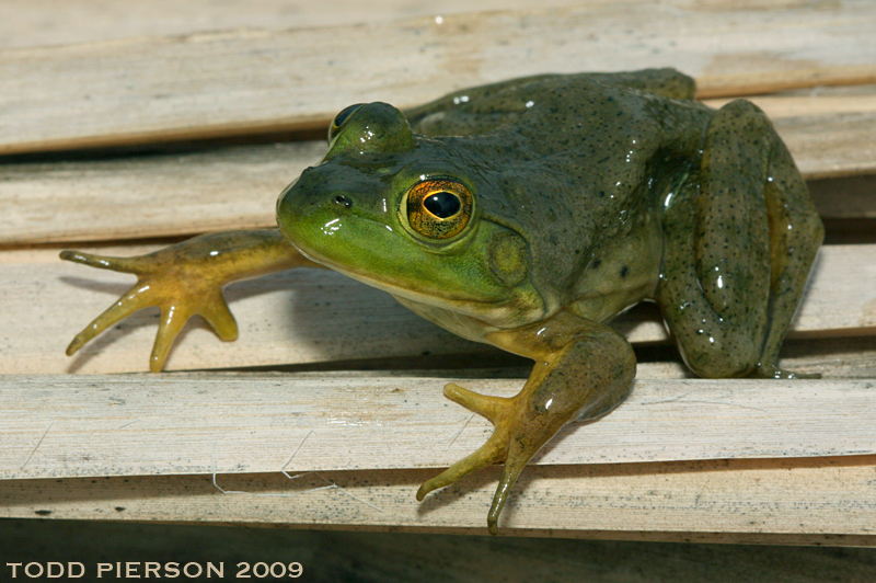 Image of American Bullfrog