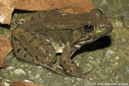 Image of Bronze Frog