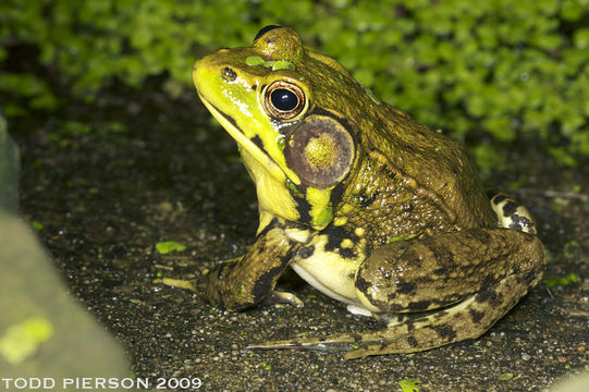 Image of Bronze Frog