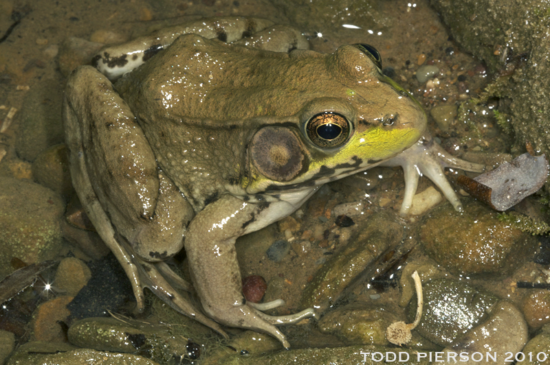 Image of Bronze Frog