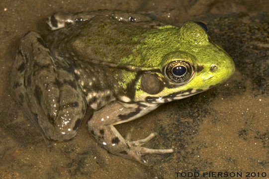 Image of Bronze Frog