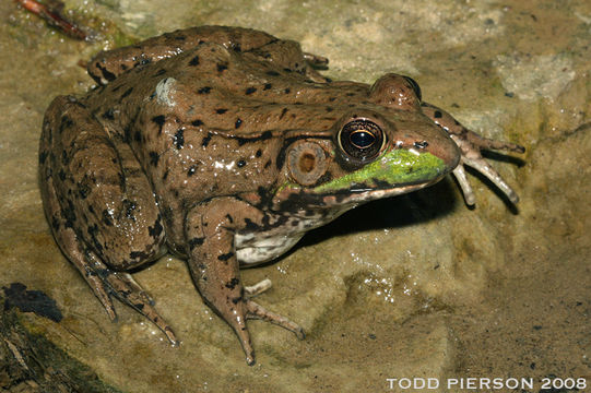 Image of Bronze Frog