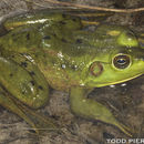 Image of Pig Frog