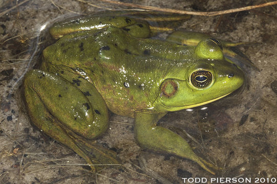 Image of Pig Frog