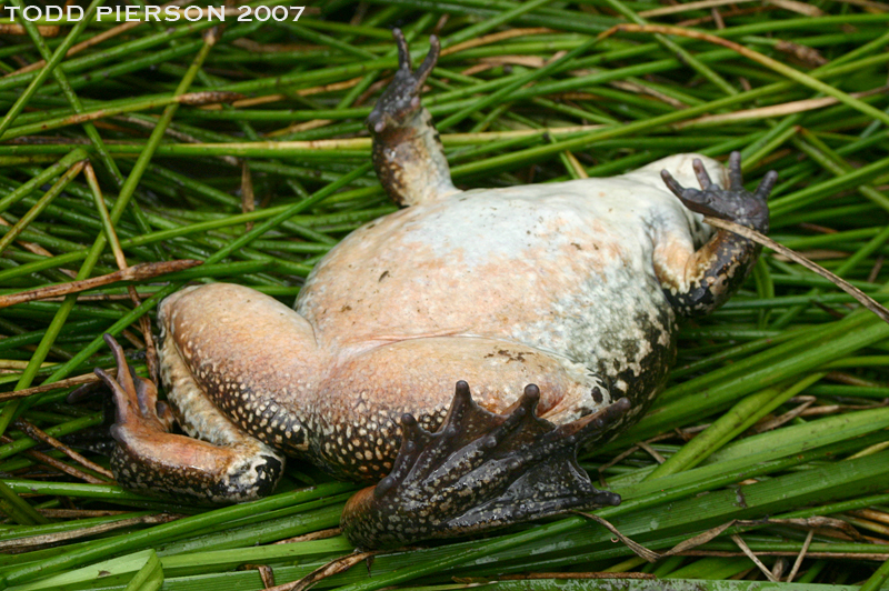 Image of Columbia Spotted Frog