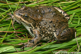 Image of Columbia Spotted Frog