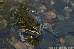 Image of Columbia Spotted Frog