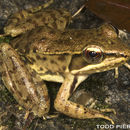 Image of highland frog