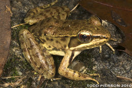 Image of highland frog